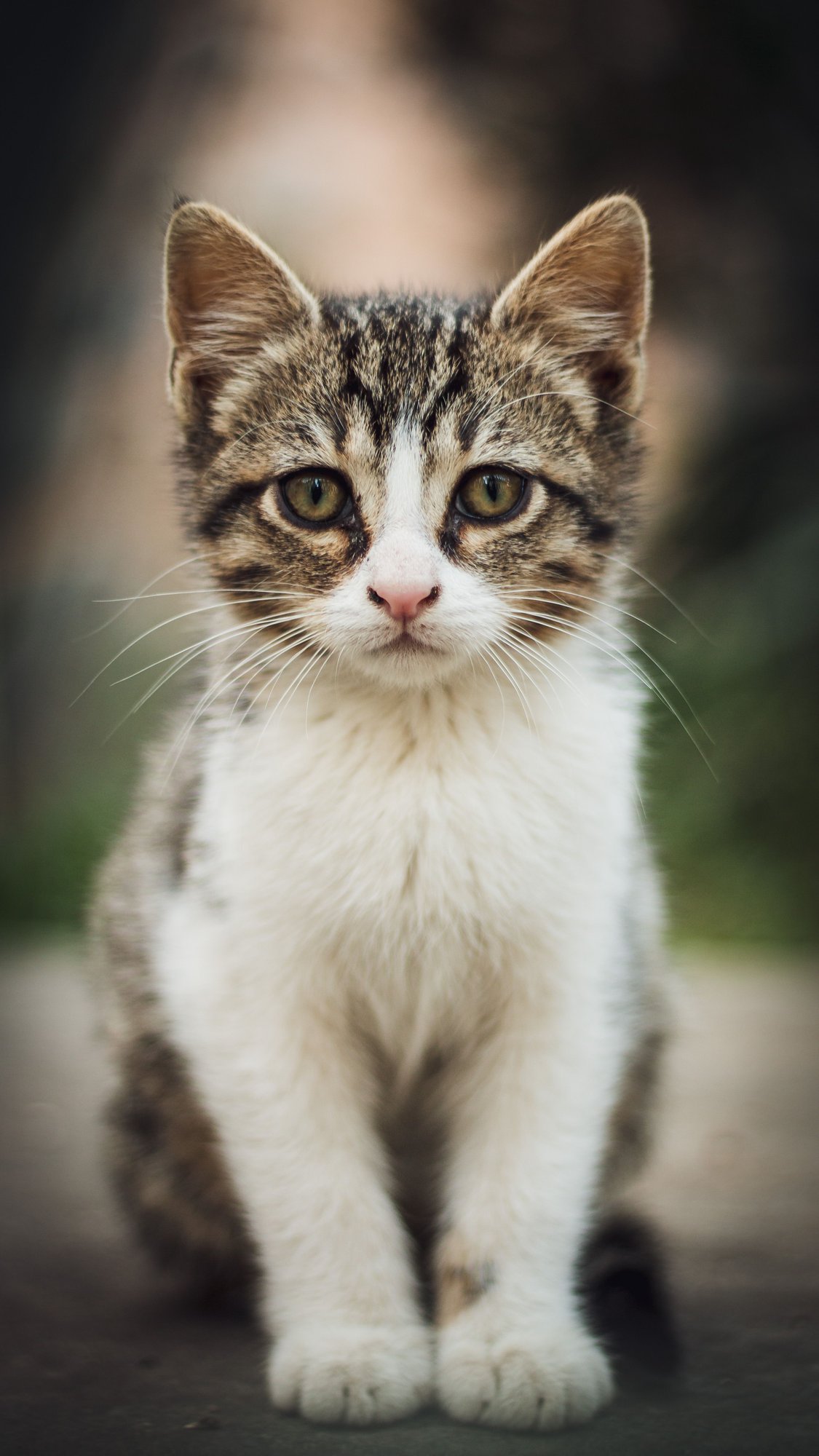 Kitten
